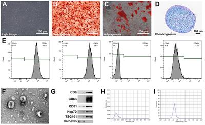 Melatonin Engineered Adipose-Derived Biomimetic Nanovesicles Regulate Mitochondrial Functions and Promote Myocardial Repair in Myocardial Infarction